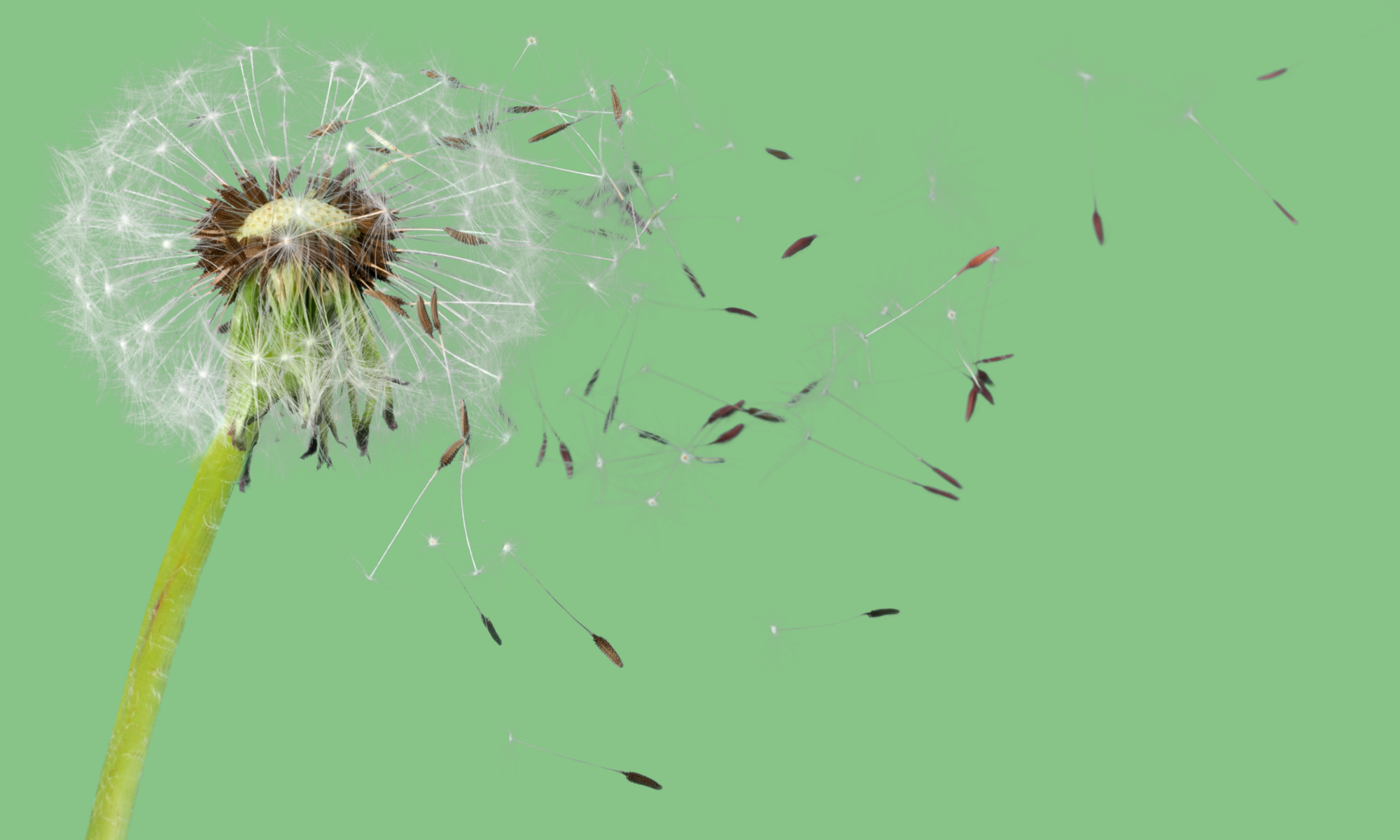 20-remedes-naturels-contre-les-allergies-au-pollen